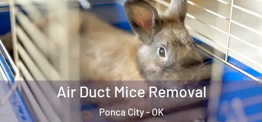  Air Duct Mice Removal Ponca City - OK